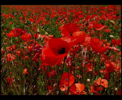 Love Poppies