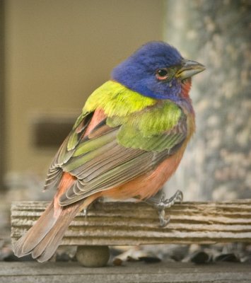 Painted Bunting TX
