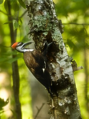 Pileated Woodpecker Cabin WI