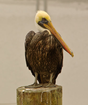 Pelican, St. Augustine