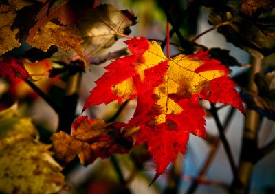 Codot Lake Evening Leaf