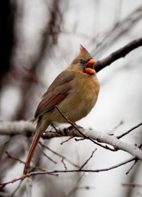 Cardinal F. Back yard