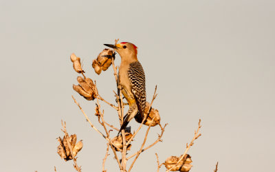 Gold-Fronted Woodpecker