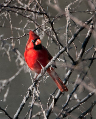 Male Cardinal