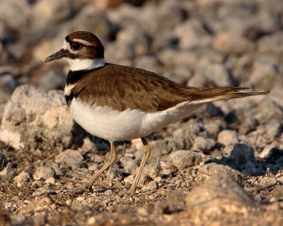 Killdeer