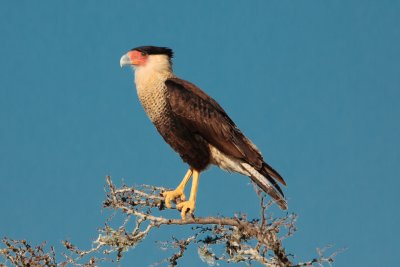 Crested Caracara