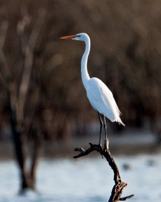 Snowy Egret