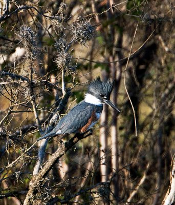 Belted Kingfisher