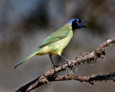 Green Jay