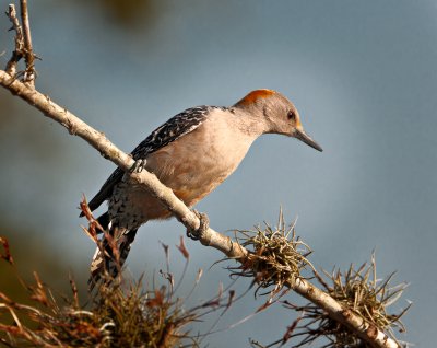 Gold-Fronted Woodpecker