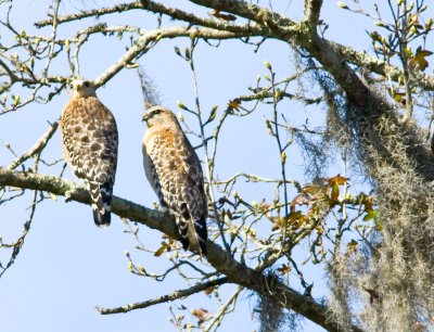 Coopers Hawk nesting pair