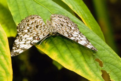 Forth Worth Botanical Gardens Butterfly Exhibit