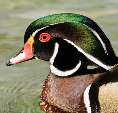 Wood duck