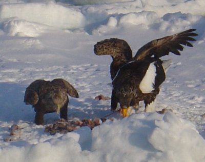 White-Tailed Eagle and Steller's Sea Eagle