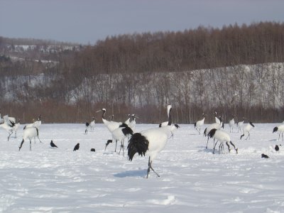 Red Crowned Cranes