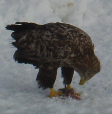 White-Tailed Eagle