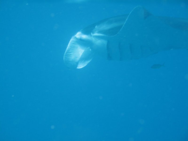 Exmouth diving (5) Whale Shark.jpg