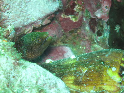 Mosaic Moray eel