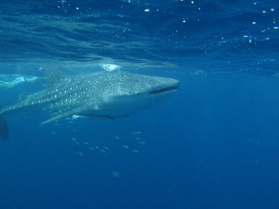 Exmouth diving (11) Whale Shark.jpg