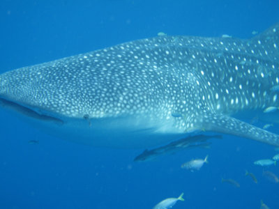 Exmouth diving (19) Whale Shark.jpg