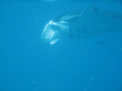 Exmouth diving (5) Whale Shark.jpg