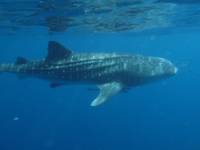 Ningaloo Marine Park - Whale Sharks and diving - Exmouth, WA.