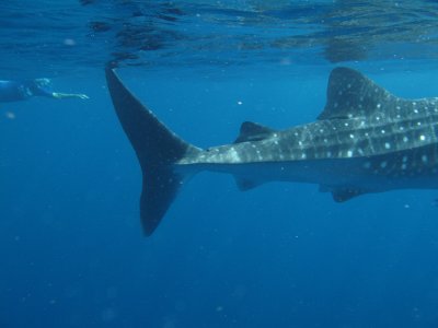 Exmouth diving (7) Whale Shark.jpg
