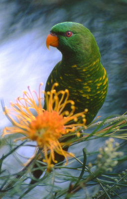 Scaly breasted lorikeet - (rescued bird)