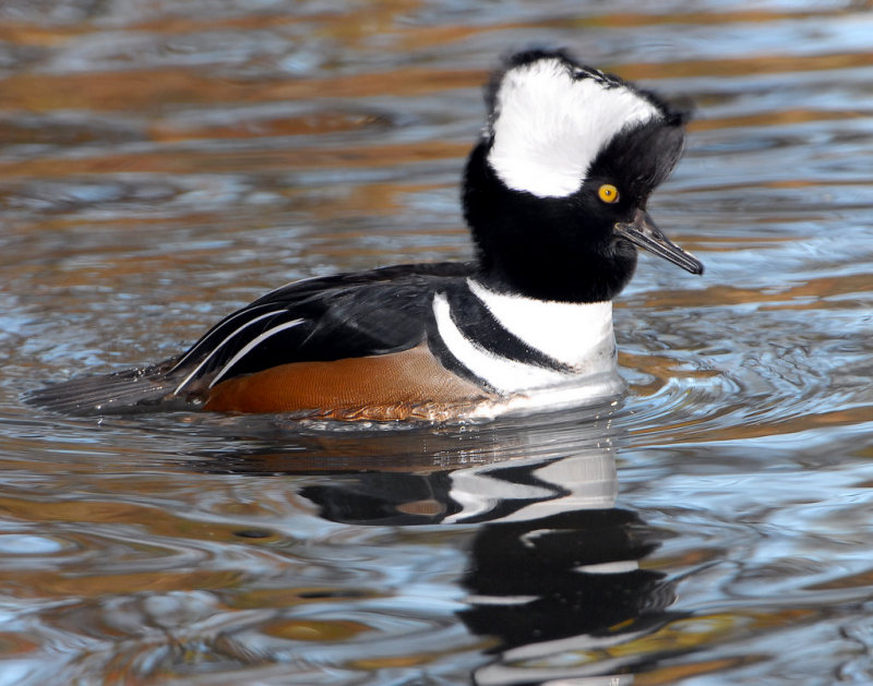 Hooded Merganser D-020.jpg