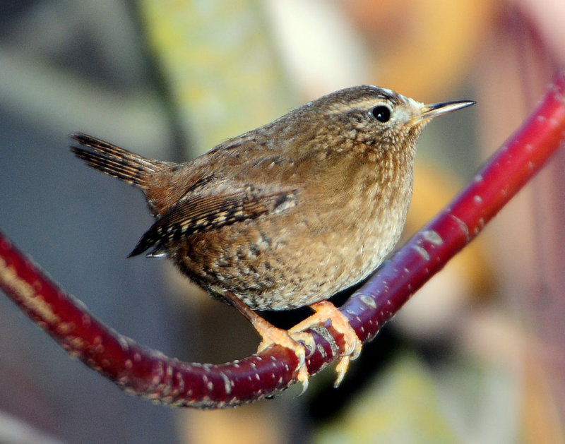 Wren, Pacific (leucistic)