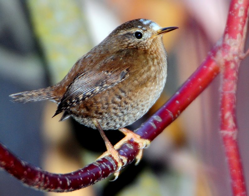 Wren, Pacific (leucistic)