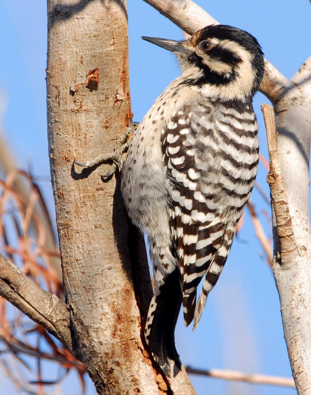 Woodpecker Ladder-backed female    D-003.jpg