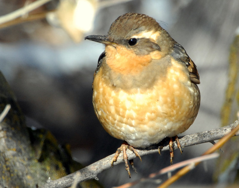 Thrush, Varied (Female) D-023.jpg