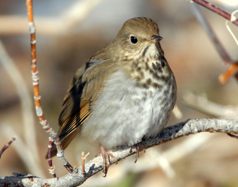 Thrush Hermit D-030.jpg