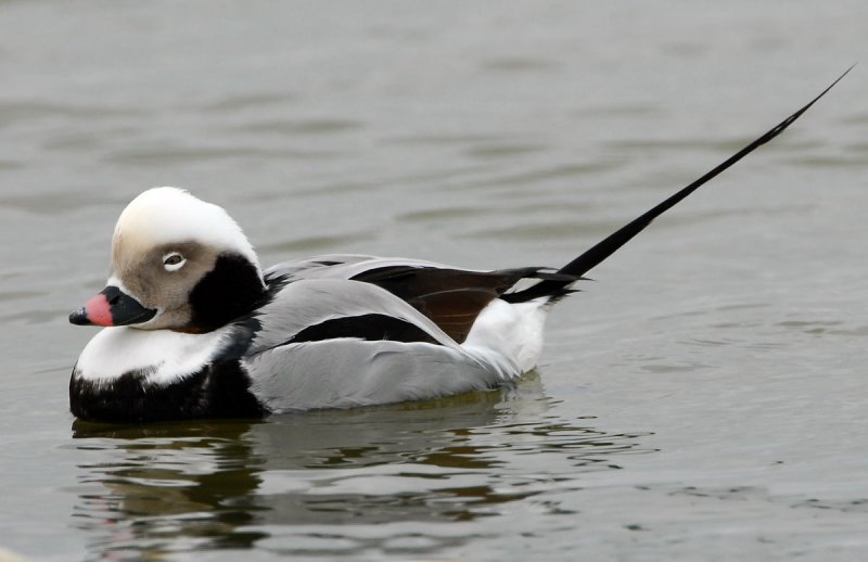 Duck, Long tailed (Male)