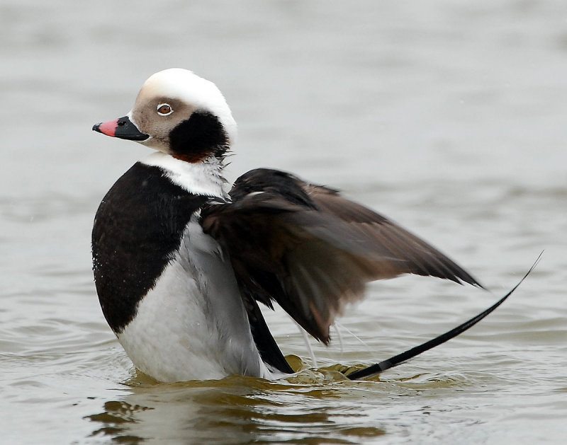 Duck, Long tailed (Male)