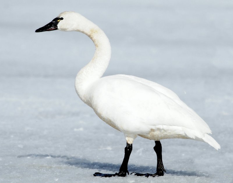 Swan  Tundra D-001.jpg