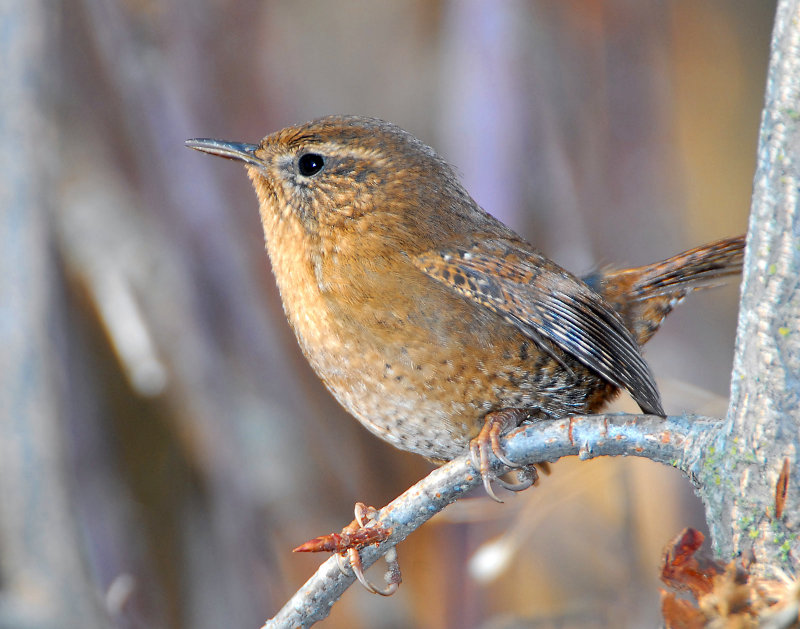 Wren, Pacific