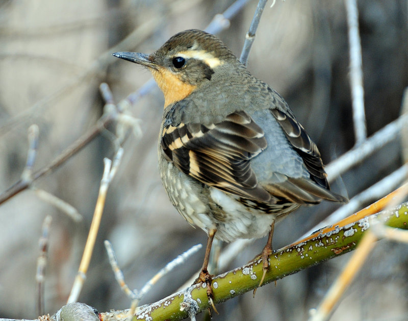 Thrush  Varied Female D-53.jpg