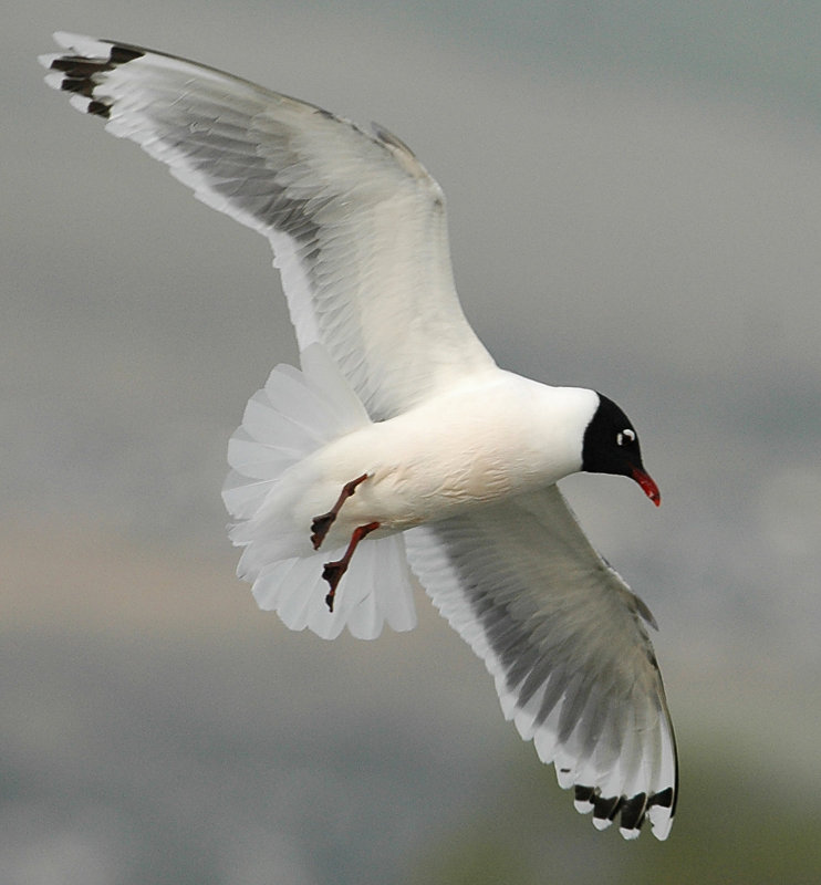 Gull FranklinsD-005.jpg