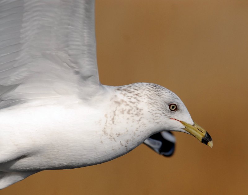 Gull, Ring-billed