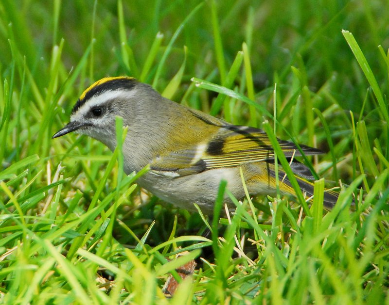 Kinglet, Golden-crowned