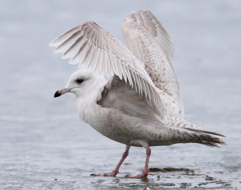 Gull, Iceland