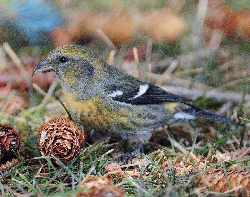 Crossbill, White-winged