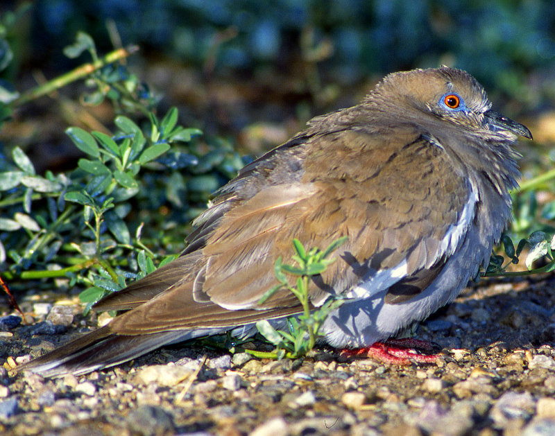 Dove, White-winged