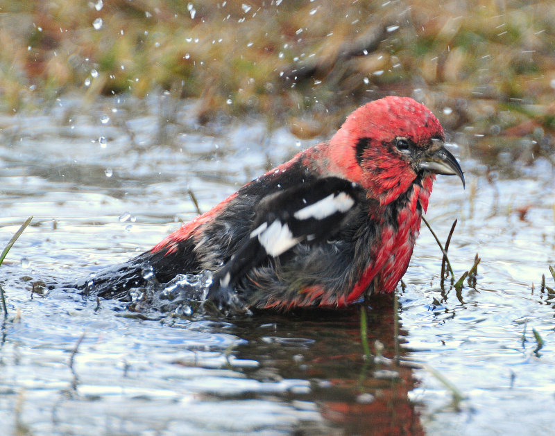 Crossbill  White-winged D100.jpg