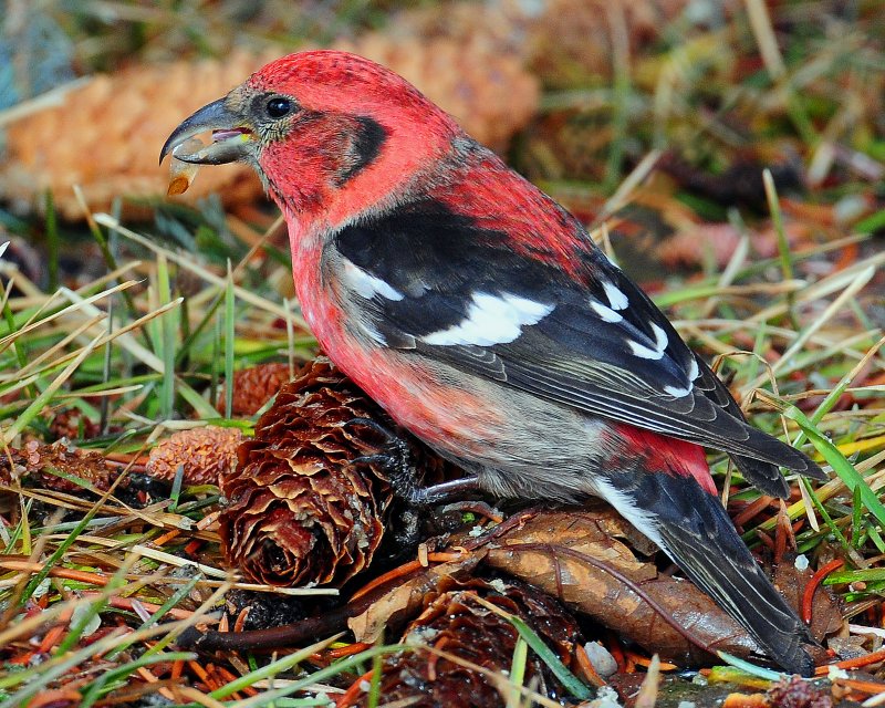 Crossbill  White-winged D-044A.jpg