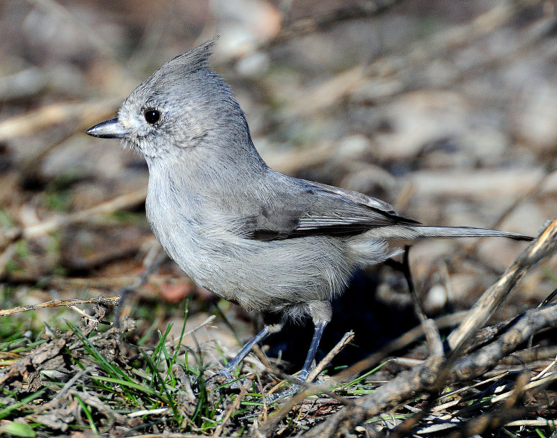 Titmouse  Juniper D-055.jpg