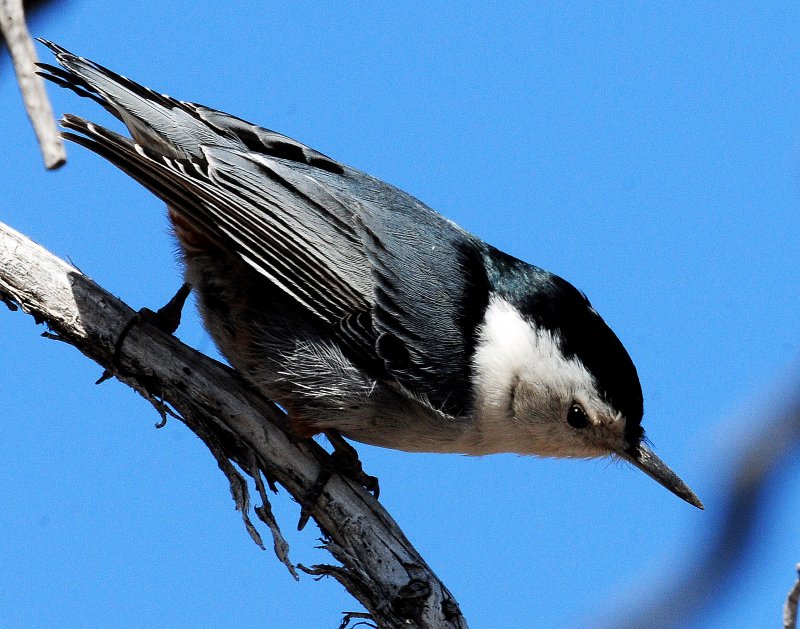 Nuthatch, White-breasted