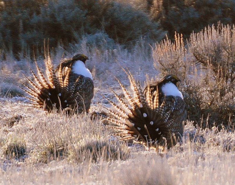 Sage Grouse, Gunnison